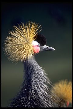 Imagem de Balearica pavonina ceciliae Mitchell 1904