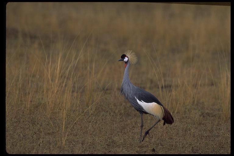 Image of Grey Crowned Crane