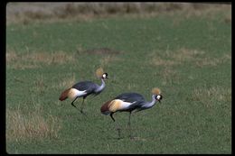 Image of Grey Crowned Crane