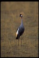 Image of Grey Crowned Crane