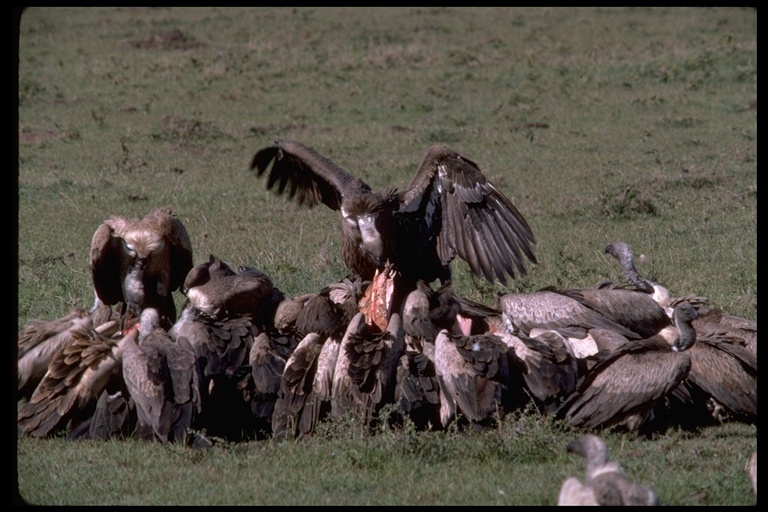 Image of White-backed Vulture