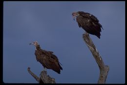 Image of Hooded Vulture