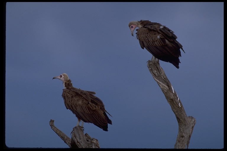 Image of Hooded Vulture