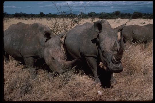 Image of Grass Rhinoceros