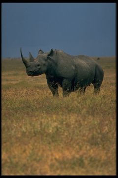 Image of Black Rhinoceros