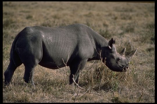 Image of Black Rhinoceros