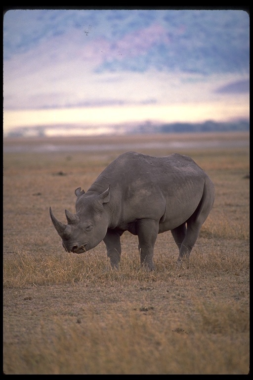 Image of Black Rhinoceros