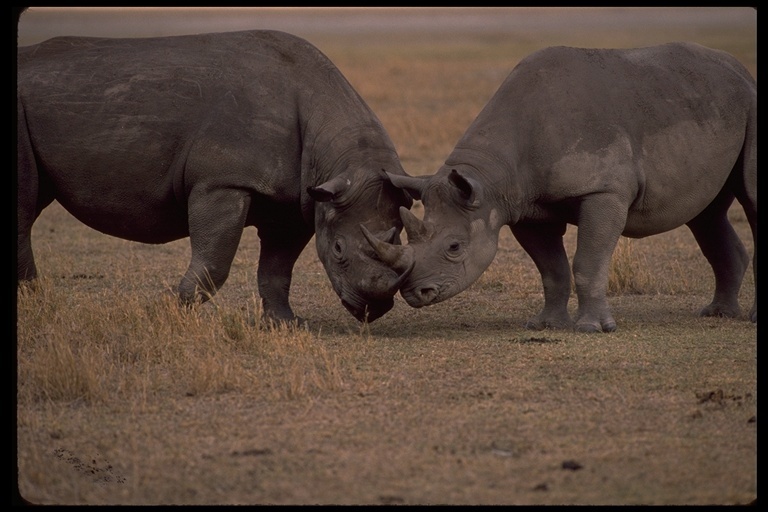 Image of Black Rhinoceros