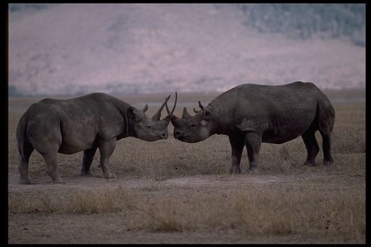 Image of Black Rhinoceros