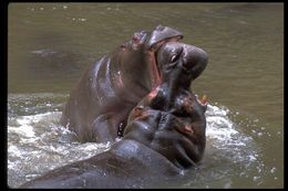 Image of Common Hippopotamus