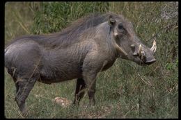 Image of Common Warthog