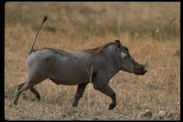 Image of Common Warthog