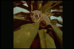 Image of Lesser Galagos