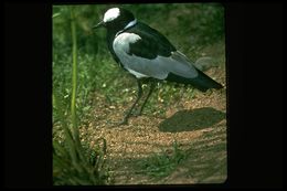 Image of Blacksmith Lapwing