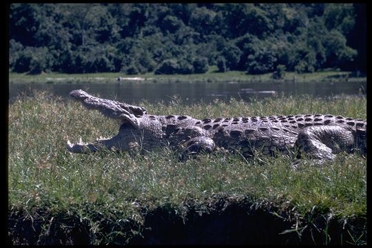 Image of Nile crocodile