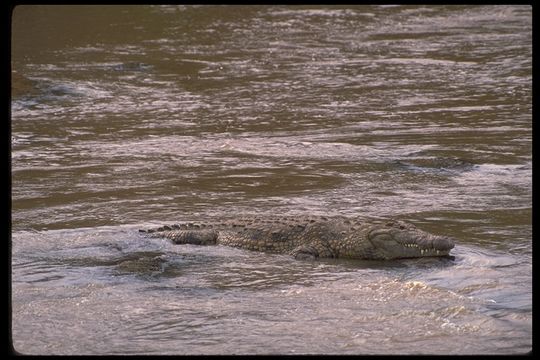 Image of Nile crocodile