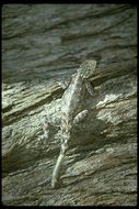 صورة Agama lionotus Boulenger 1896