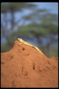 Image of White-throated monitor