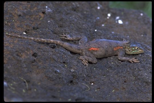 صورة Agama lionotus Boulenger 1896