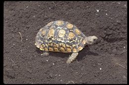 Image of Leopard Tortoise