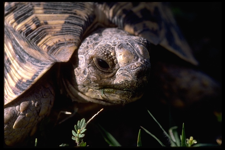 Image of Leopard Tortoise