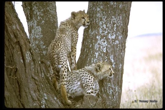 Image of cheetah