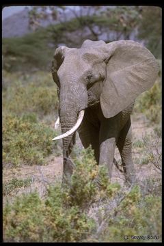 Image of African bush elephant