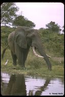 Image of African bush elephant