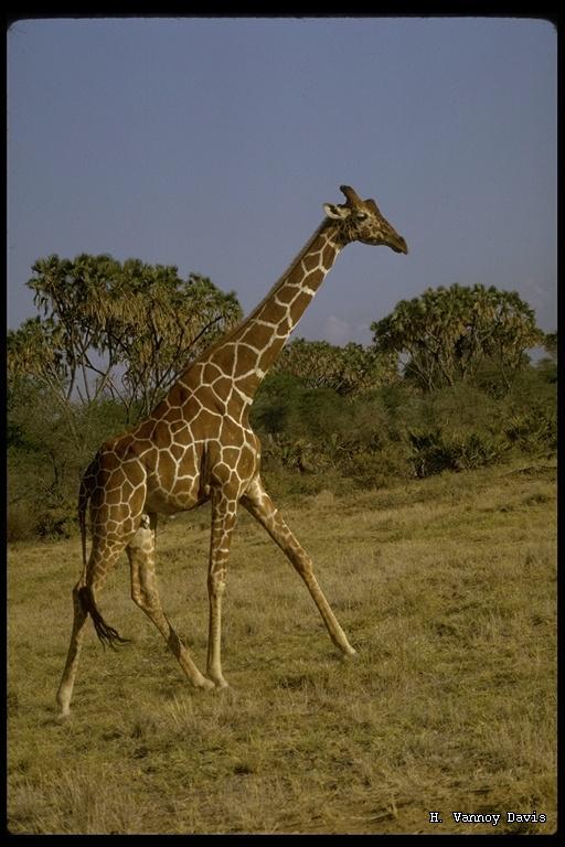 Plancia ëd <i>Giraffa camelopardalis reticulata</i>