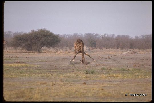 Plancia ëd <i>Giraffa camelopardalis giraffa</i>