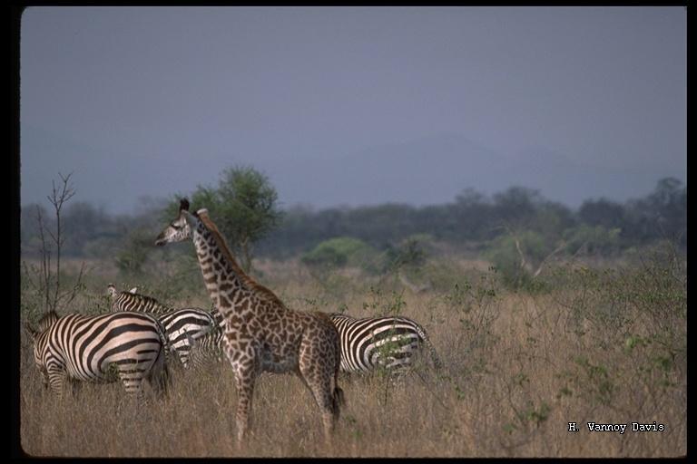 Image of Masai Giraffe