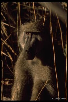 Image de Babouin chacma