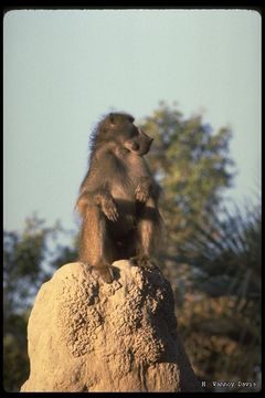 Image de Babouin chacma