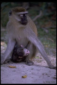 Image of Vervet Monkey