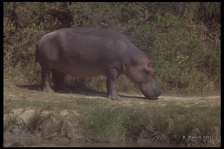 Image of Common Hippopotamus