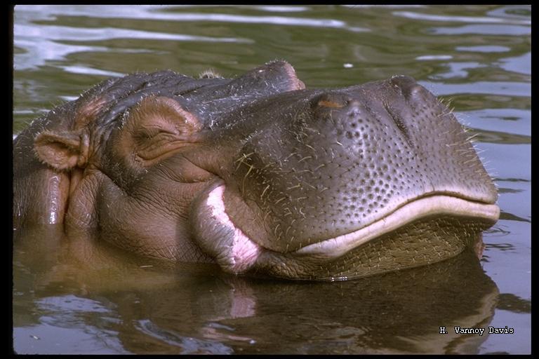 Image of Common Hippopotamus