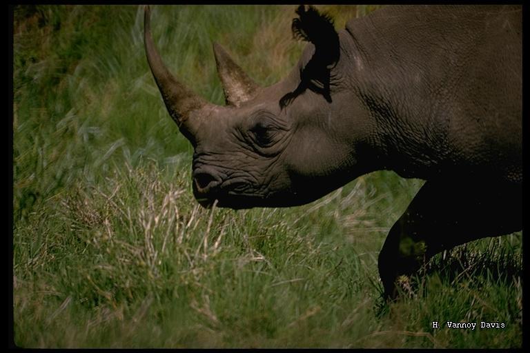 Image of Black Rhinoceros