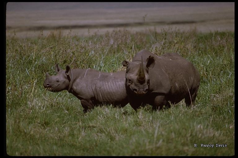 Image of Black Rhinoceros