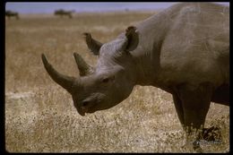 Image of Black Rhinoceros