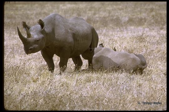 Image of Black Rhinoceros