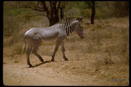 Image of Grevy's Zebra