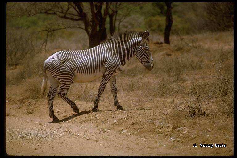 Image of Grevy's Zebra