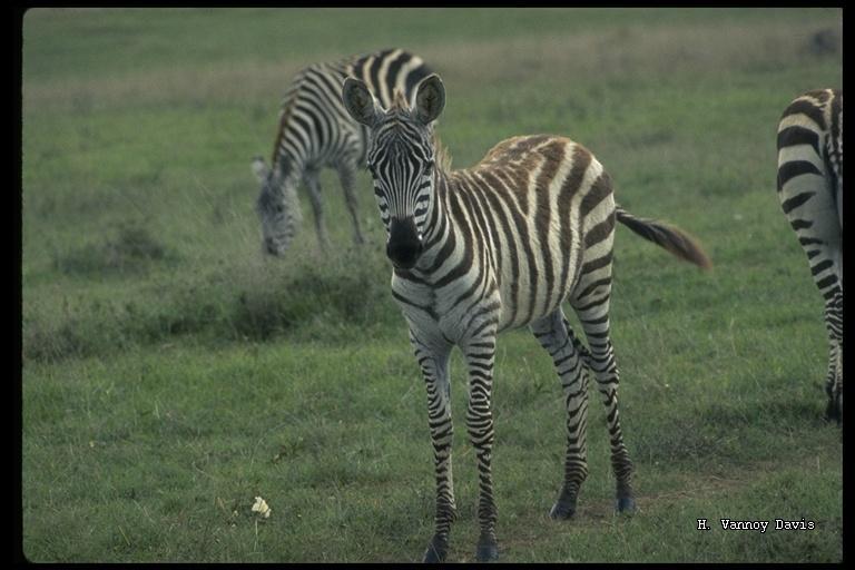 Image of Grant's zebra