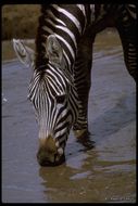 Image of Grant's zebra