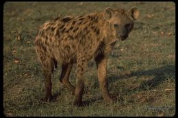 Image of Spotted Hyena