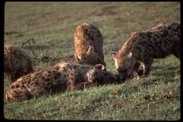 Image of Spotted Hyena