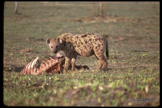 Image of Spotted Hyena