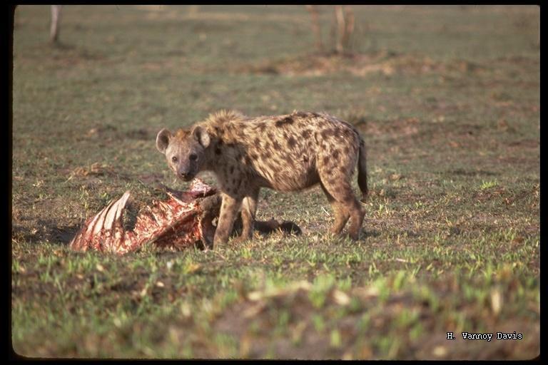 Image of Spotted Hyena