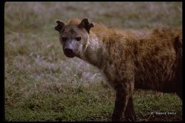 Image of Spotted Hyena