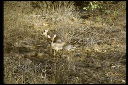 Image of Guenther's Dik-dik